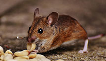 24 Hour & Emergency Exterminators in City Of Riverside, CA